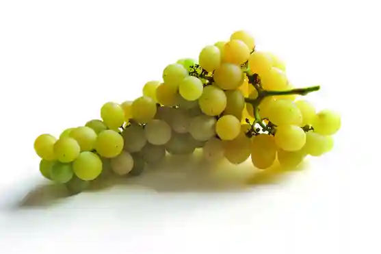 White Grape Vittoria - Kg